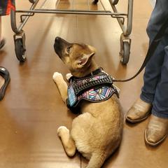 Sporty Mix Puppies from Eternal Symmetry