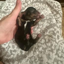 Grumpy - Black and tan male Dachshund puppy in Atwood, Oklahoma from Holder’s Doxie Farm
