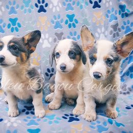 Girl 1 - Gray and white female American Corgi puppy in Natchitoches. La, Louisiana from Bleu Bayou Corgis
