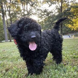 Poodle Puppies from Kindred Companions Toy Doodles