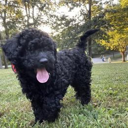 Poodle Puppies from Kindred Companions Toy Doodles