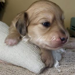 Aurora - Cream female Dachshund puppy in Jena, Louisiana from Amy’s Mini Doxies