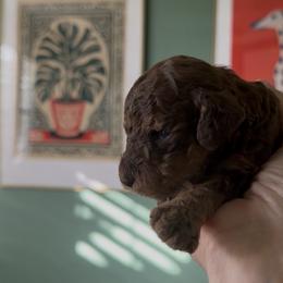 Brown - Chocolate male Labradoodle puppy in Shingle Springs, California from California Double Doodles