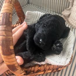 Elowen (light purple) - Blue female Poodle puppy in Batavia, Ohio from The Livezey Standard-CKCS and Standard Poodles