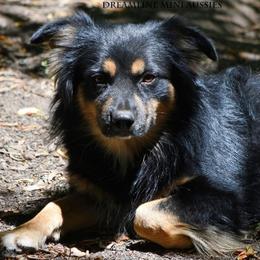 Rita - Black tri female Miniature Australian Shepherd puppy in Patterson, North Carolina from DreamLine Aussies