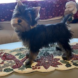 Yorkshire Terrier puppies from Paddington
