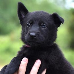 Pink Collar Girl - Black female German Shepherd puppy in Oxford, Arkansas from Atlas Shepherds