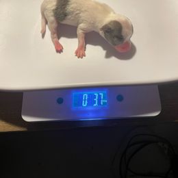 Chihuahua Puppies from Karolina Kennels