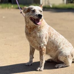 ADULT -female -beautiful mottle - Red mottled female Australian Cattle Dog puppy in Scurry, Texas from RedHorizon AKC Australian Cattle Dogs (Heelers)