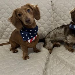 Dachshund All Grown Up from Pine Grove Doxies