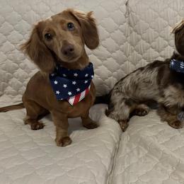 Dachshund All Grown Up from Pine Grove Doxies
