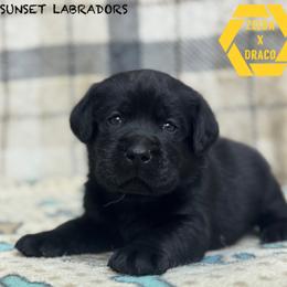 Yellow collar - Black male Labrador Retriever puppy in Beaverdam, Virginia from Riverside Sunset Labrador Retrievers
