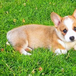 Australian Shepherd and Pembroke Welsh Corgi Puppies from Salt Creek Farm Dogs