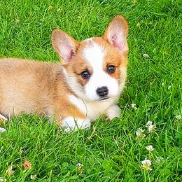 Australian Shepherd and Pembroke Welsh Corgi Puppies from Salt Creek Farm Dogs