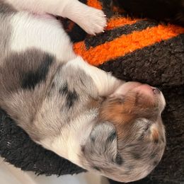 Benito - Dapple Dachshund puppy in Windsor, Colorado from Murry’s minis