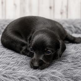 Lilo - Black female Dachshund puppy in Greenup, Kentucky from Tygart Creek Dachshunds