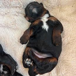 Female phantom 1 - Phantom female Bernedoodle puppy in Seattle, Washington from Clemleth Aussiedoodles