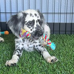 Miss Purple - LUA long coat - White and black female Dalmatian puppy in Sedalia, Missouri from Missouri Dalmatians