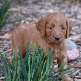 Goldendoodle Puppies from Knapp's Paw Prints