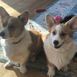 Pembroke Welsh Corgis from NC Cattle