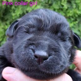 Labrador Retriever puppies from Rebellion Labradors