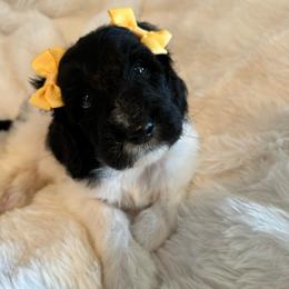 Birdie - Parti female Goldendoodle puppy in Greensboro, Georgia from B’s Doodles