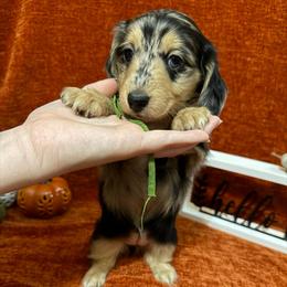 Green Apple Girl - Dapple female Dachshund puppy in Canton, Texas from Bonnie and Clyde Dachshunds