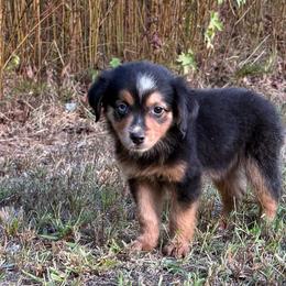 Ruby - Black tri female Miniature Australian Shepherd puppy in Michie, Tennessee from Acton Aussies