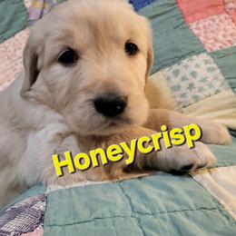 Golden Retriever Puppies from LOMAH Retrievers
