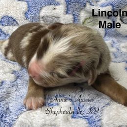 Lincoln - Red merle male Australian Shepherd puppy in Shepherdsville, Kentucky from Annie's Aussies
