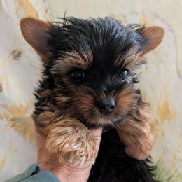 Mack - Black and gold male Yorkshire Terrier puppy in Gatesville, Texas from KontryKritterz Yorkies