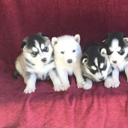 Pomsky Puppies from Pine Haven Puppies