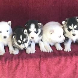 Pomsky Puppies from Pine Haven Puppies