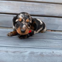 Black and tan Dapple - Dapple male Dachshund puppy in South Willard, Utah from Doxies in the Sun