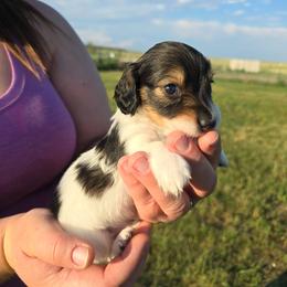 Sable Pie - Sable male Dachshund puppy in Great Falls, Montana from Green Dragon Kennel