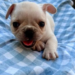 Gideon - Cream male French Bulldog puppy in Greenfield, Missouri from Hope Mountain French Bulldogs