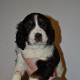 English Springer Spaniel Puppies from Stormin Pine and Prairie Springers