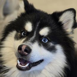 KNIGHT - Pomsky