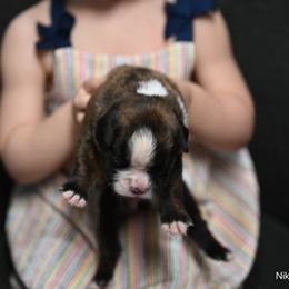 Boxer Puppies from Supreme Euro Boxers