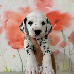 AKC Heart Girl - White and black Dalmatian puppy in Hillsville, Virginia from Spot On Dalmatians
