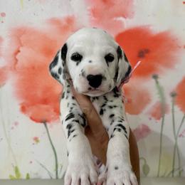 AKC Heart Girl - White and black Dalmatian puppy in Hillsville, Virginia from Spot On Dalmatians