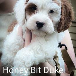Duke - Blenheim male Cavapoo puppy in Maple Grove, Minnesota from Honey Bit Kennels