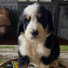 Cosmo - Tri-color male Bernedoodle puppy in Arabi, Georgia from Huckadoodle Farm