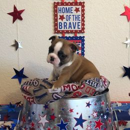 Boston Terrier Puppies from Freedom Bostons