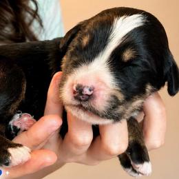 Jamiroquai - Tri-color male Bernedoodle puppy in Louisville, Arkansas from Darlin’s Doodles