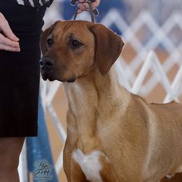 Grimm - Rhodesian Ridgeback