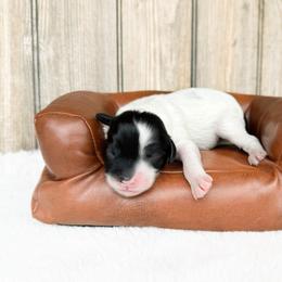 Sebastian - Australian Cavapoo - Black and white male Cavapoo puppy in Wamego, Kansas from Doodles of Oz