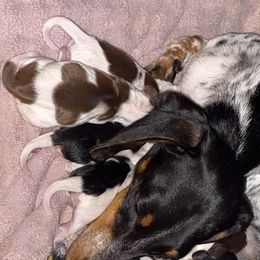 Dachshund Puppies from Orchard Dachshunds