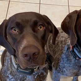 German Shorthaired Pointers from Miracles Happen Farm