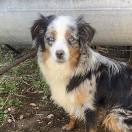 Cali - Toy Australian Shepherd